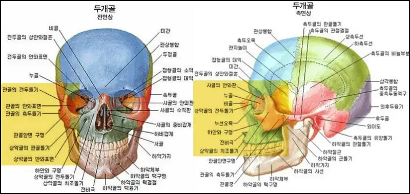 두개골 안와 구조